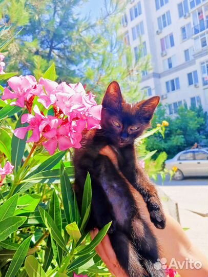Твое шоколадное чудо