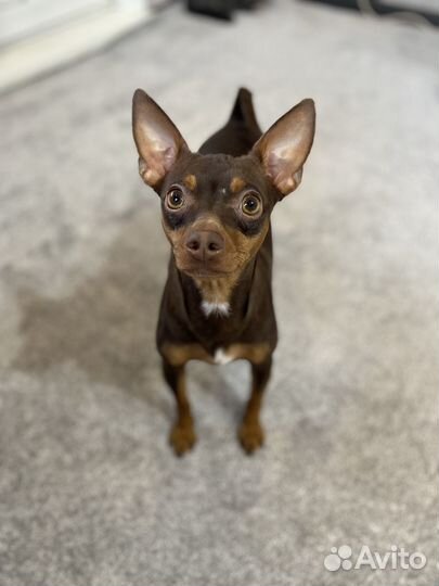 Собака для вязки