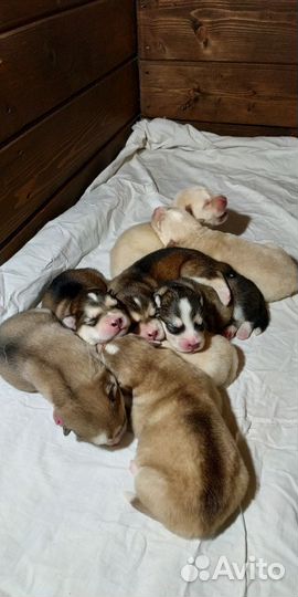 Собака, щенок, Аляскинский Маламут, (не Хаски)