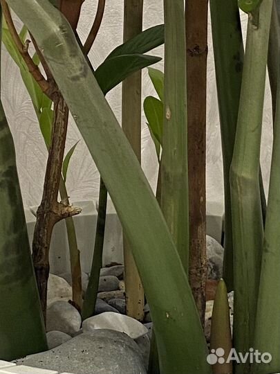 Замиокулькас