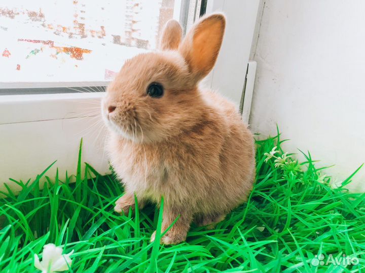 Карликовый кролик мини - очень редкий