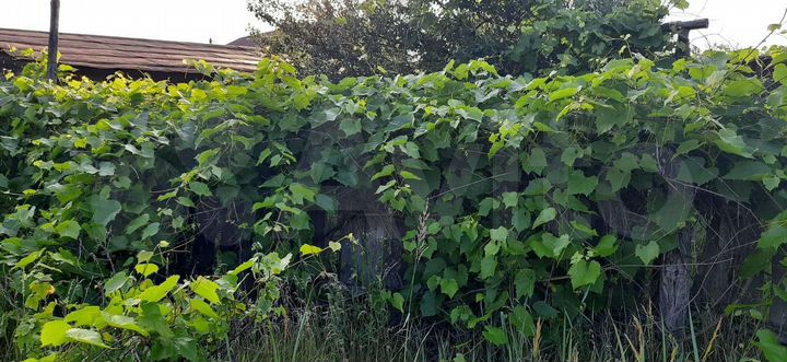 Дом 56 м² на участке 50 сот.