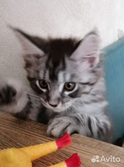 Продам котят