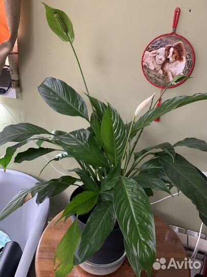 Продам цветы комнатные