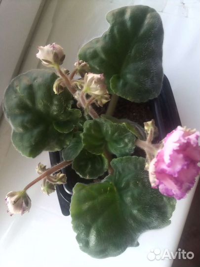 Сортовые фиалки