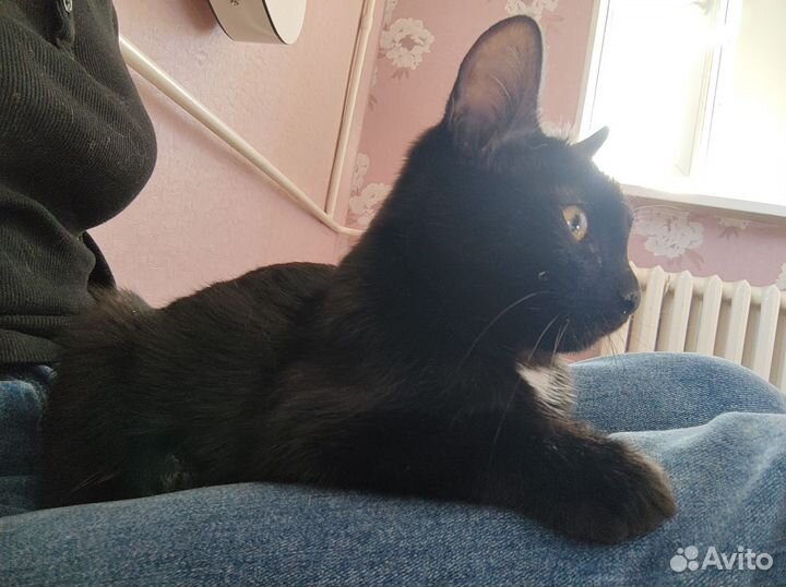 Котёнок