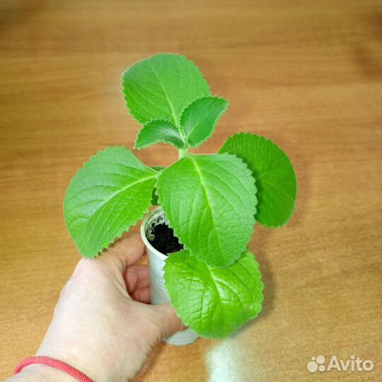 Мята домашняя (плектрантус)