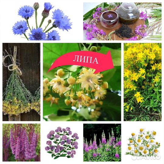 Янтарный иван-чай и целебные травы