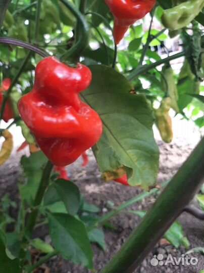 Перчик Carolina reaper