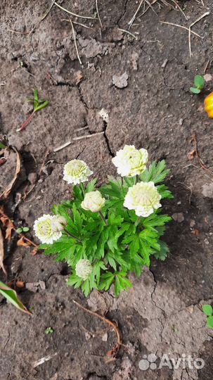 Многолетники садовые