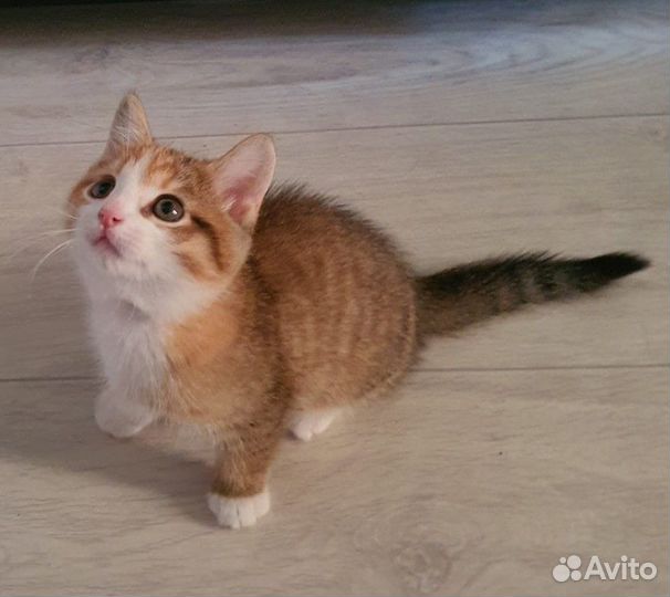 Котенок в добрые руки
