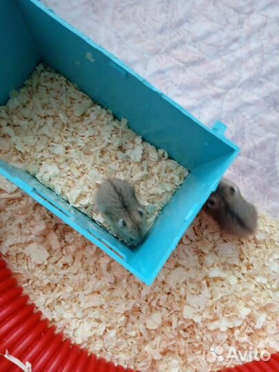 Джунгарские хомячки