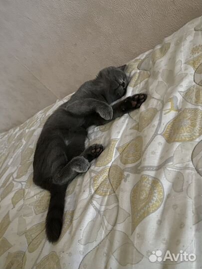 Отдам кошечку в добрые руки