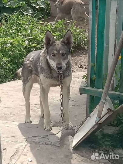Отдам собаку в добрые руки