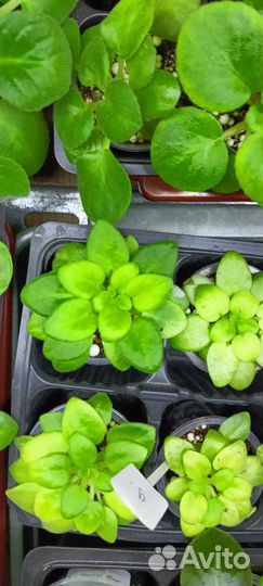 Детки сортовых фиалок