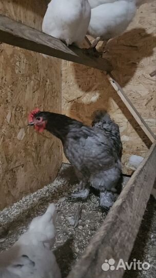 Петух кохинхин