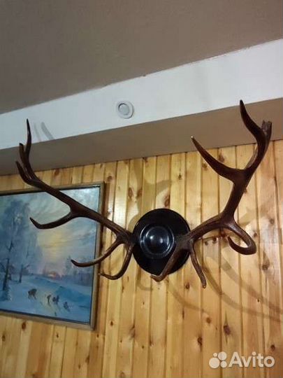Рога оленя с креплением