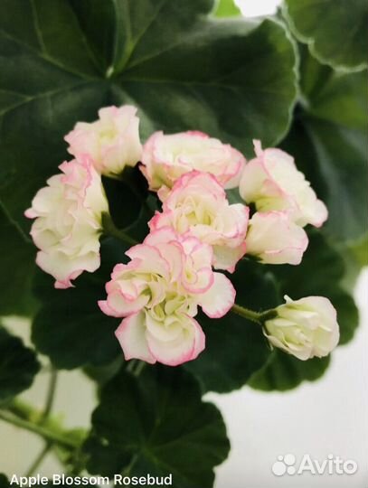 Пеларгония