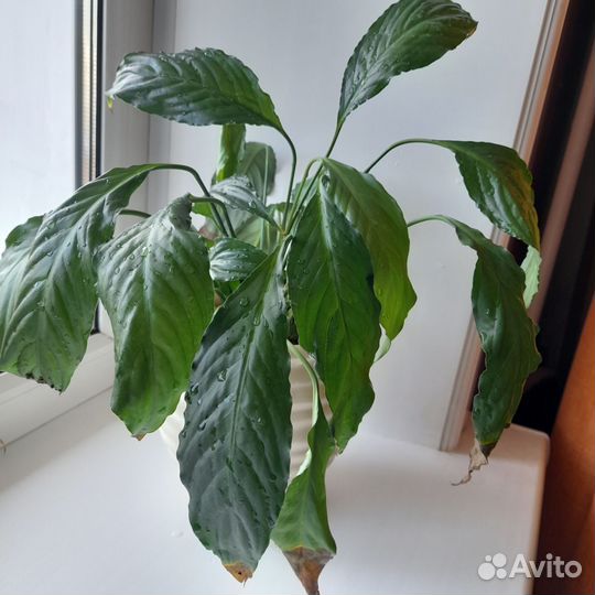 Растения женское и мужское счастье, антуриум