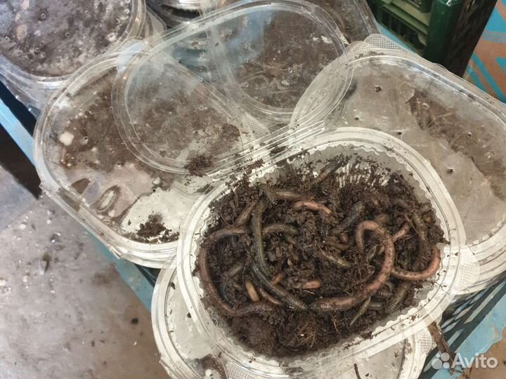 Черви зеленые