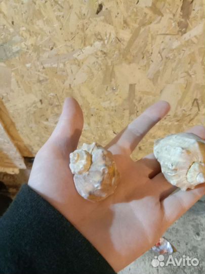 Морские ракушки раковины