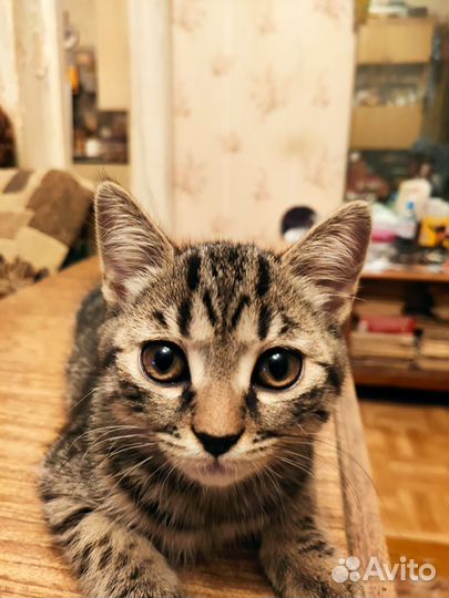 Котята домашние