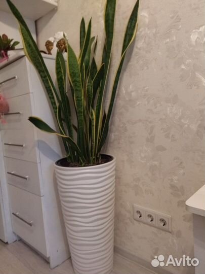 Сансевиерия