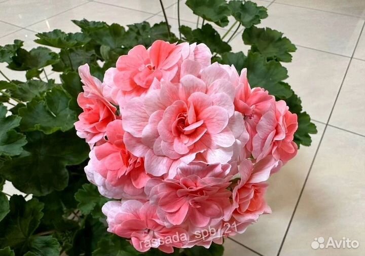 Пеларгония cara rosa