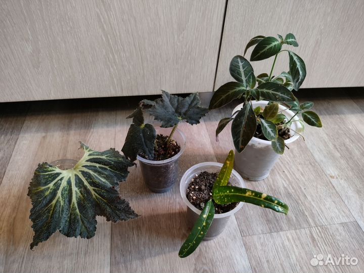 Комнатные растения разные