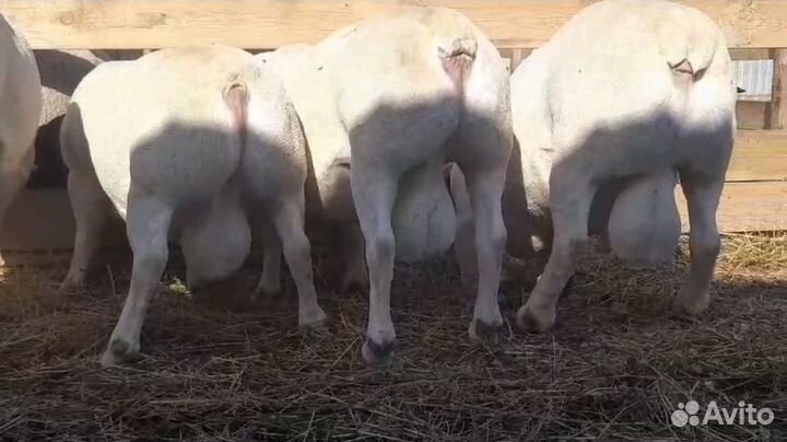 Дорпер бараны, ярки