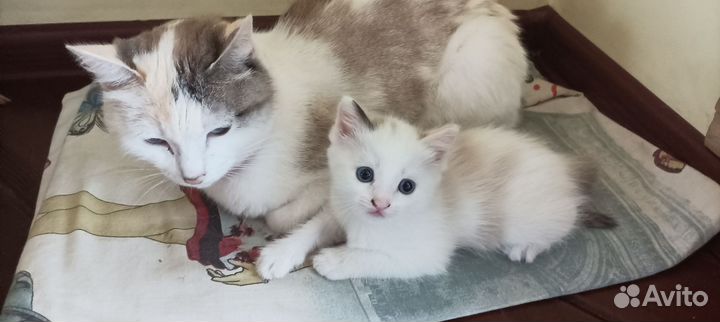 Отдам 2 котят. Девочки. 1,5 месяца