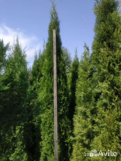 Туя смарагд