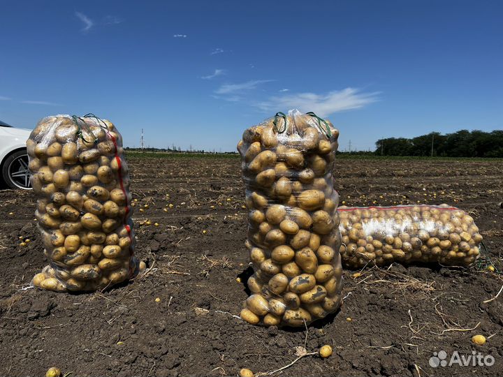 Картофель молодой 2024/1 от Производителя