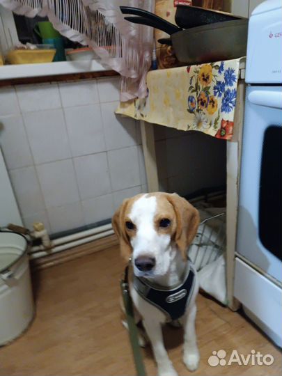 Бигль вязка