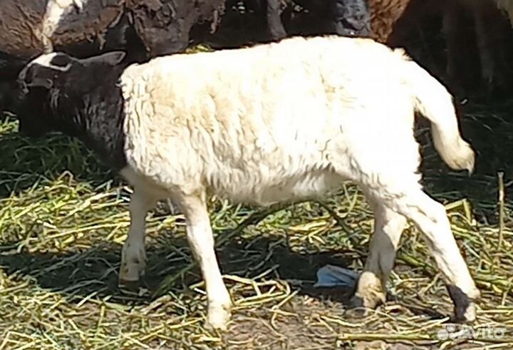 Бараны(мальчики) дорпер кросс