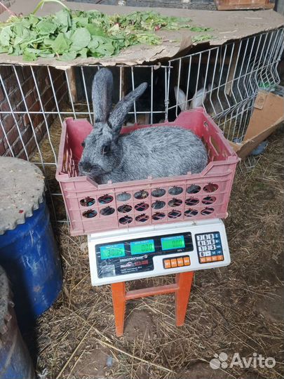 Полтавское серебро