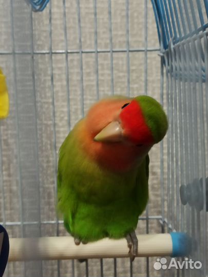 Попугай неразлучник