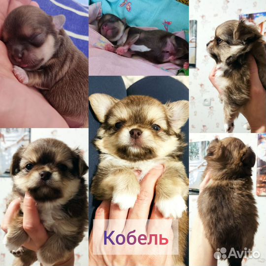 Щенки чихуахуа длинношерстные