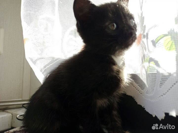Котенок в добрые руки