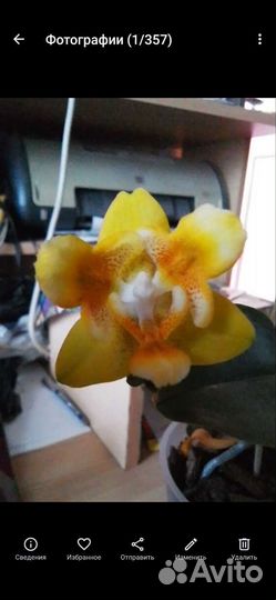 Орхидея Азия