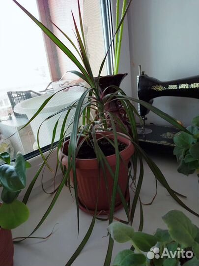 Шефлера, фикус и драцена