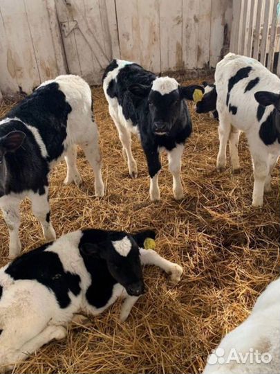 Телята бычки мясные