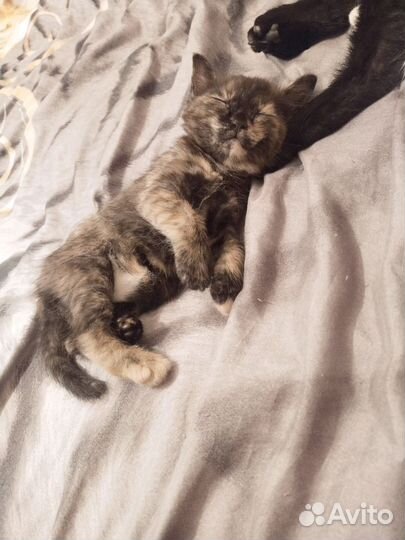 Отдам котенка в добрые руки