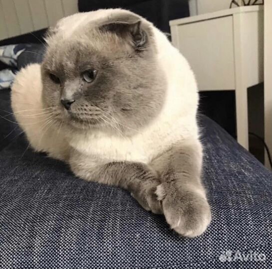 Вязка Жених