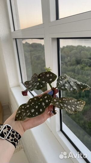 Бегония макулата