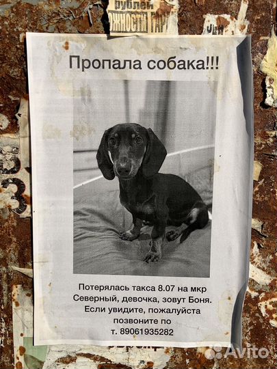 Потерялась такса