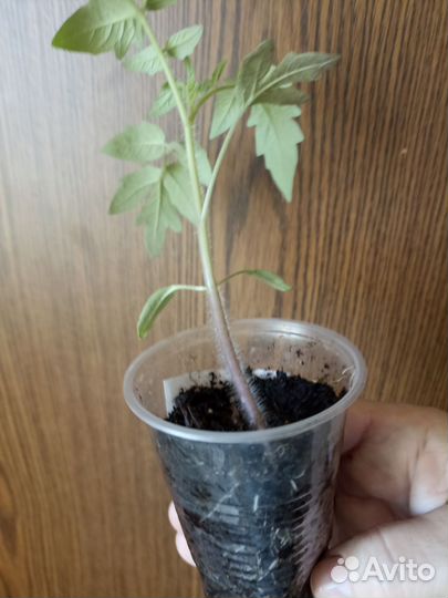 Рассада помидор