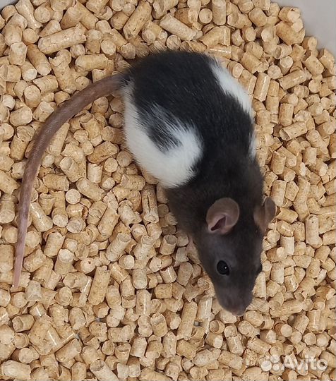 Крысята(девочки)дамбо и со стандартными ушками