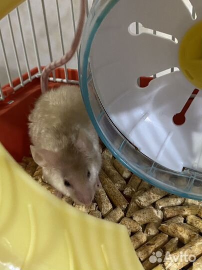 Мышка кудрявая