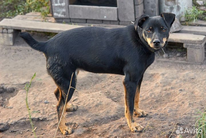 Собака ищет дом